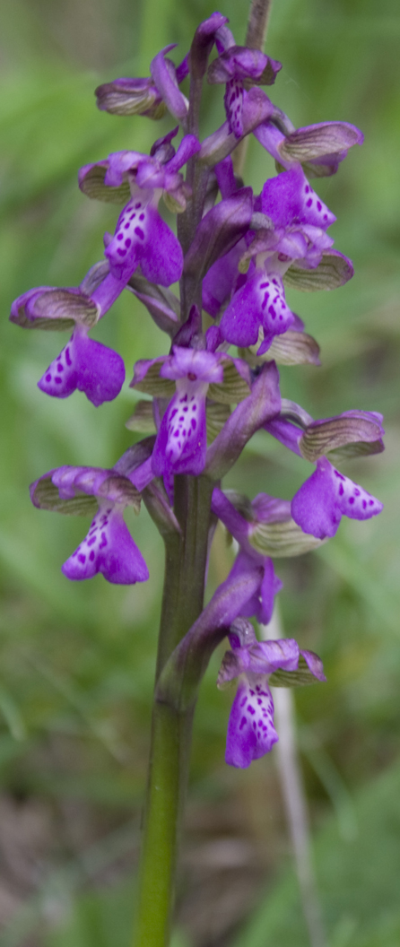 Orchis morio.